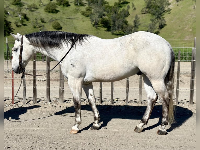 American Quarter Horse Gelding 10 years 15 hh Gray in Paicines CA