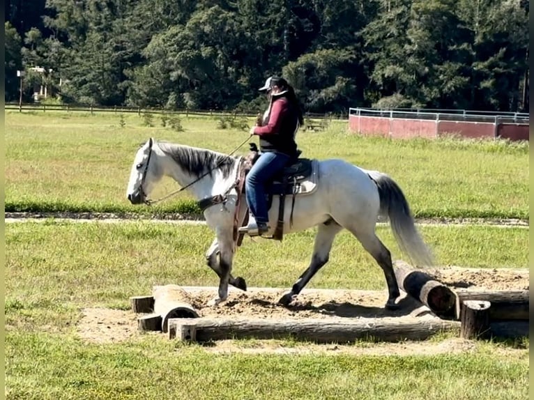 American Quarter Horse Gelding 10 years 15 hh Gray in Paicines CA