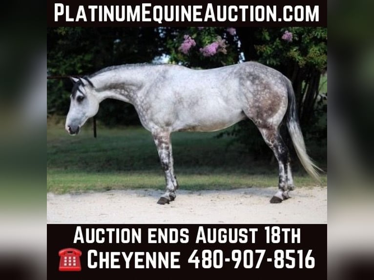 American Quarter Horse Gelding 10 years 15 hh Grey-Dapple in Stephenville TX