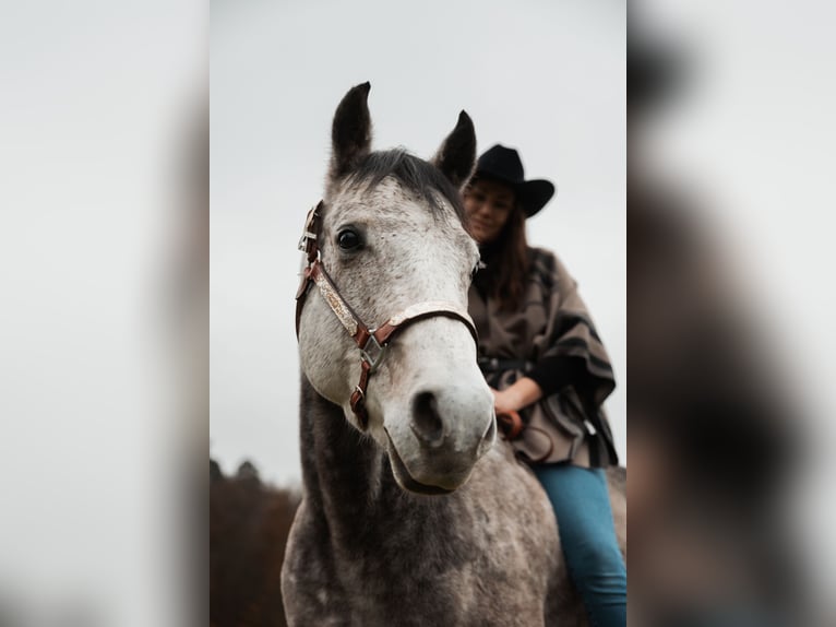 American Quarter Horse Gelding 10 years 15 hh Grey-Fleabitten in Illingen