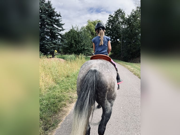 American Quarter Horse Gelding 10 years 15 hh Grey-Fleabitten in Illingen