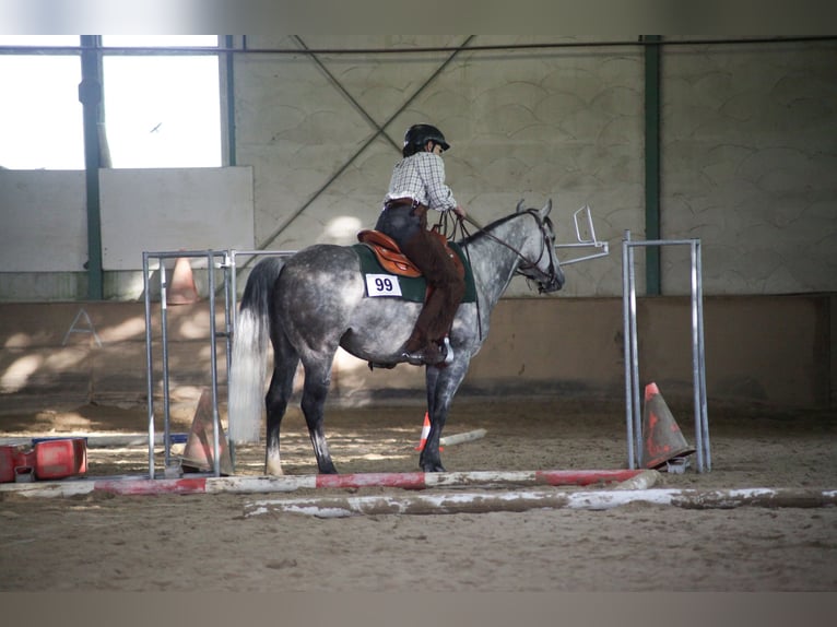 American Quarter Horse Gelding 10 years 15 hh Grey-Fleabitten in Illingen