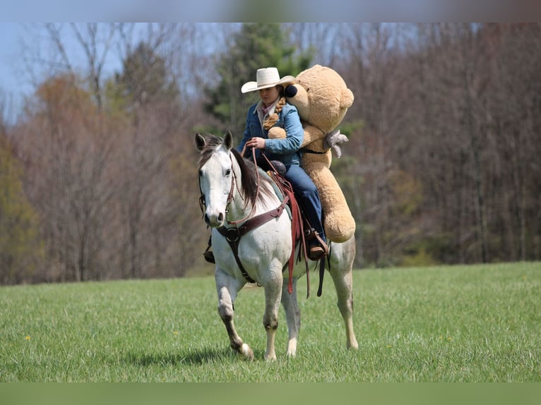 American Quarter Horse Gelding 10 years 15 hh Grey in Clarion