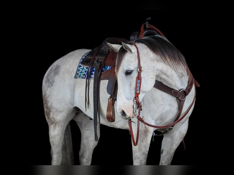 American Quarter Horse Gelding 10 years 15 hh Grey in Clarion