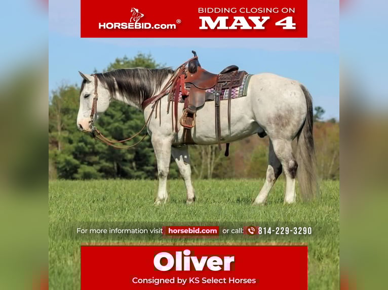 American Quarter Horse Gelding 10 years 15 hh Grey in Clarion