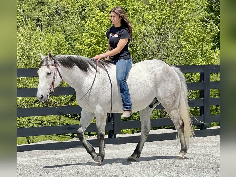 American Quarter Horse Gelding 10 years 15 hh Grey in Oxford