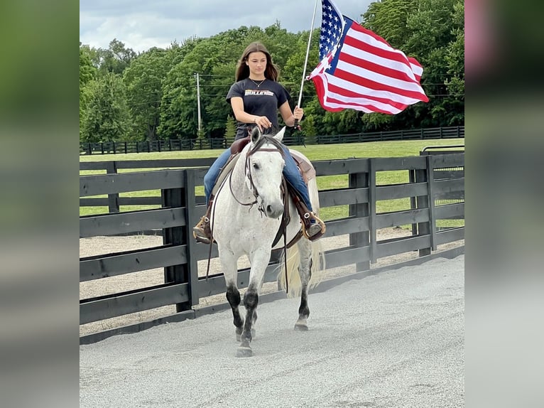 American Quarter Horse Gelding 10 years 15 hh Grey in Oxford