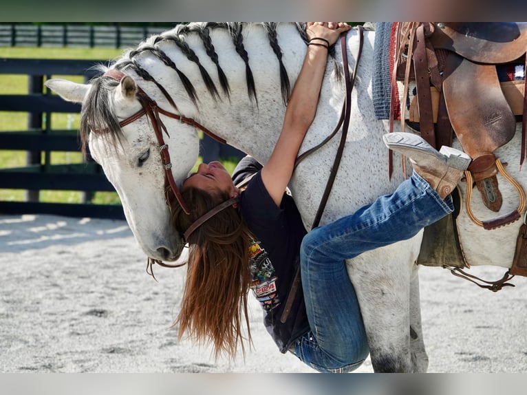 American Quarter Horse Gelding 10 years 15 hh Grey in Oxford