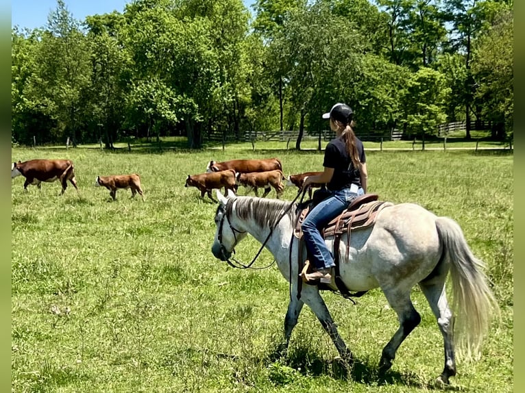 American Quarter Horse Gelding 10 years 15 hh Grey in Oxford