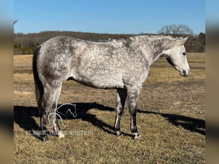 American Quarter Horse Gelding 10 years 15 hh Grey in Vichy, MO
