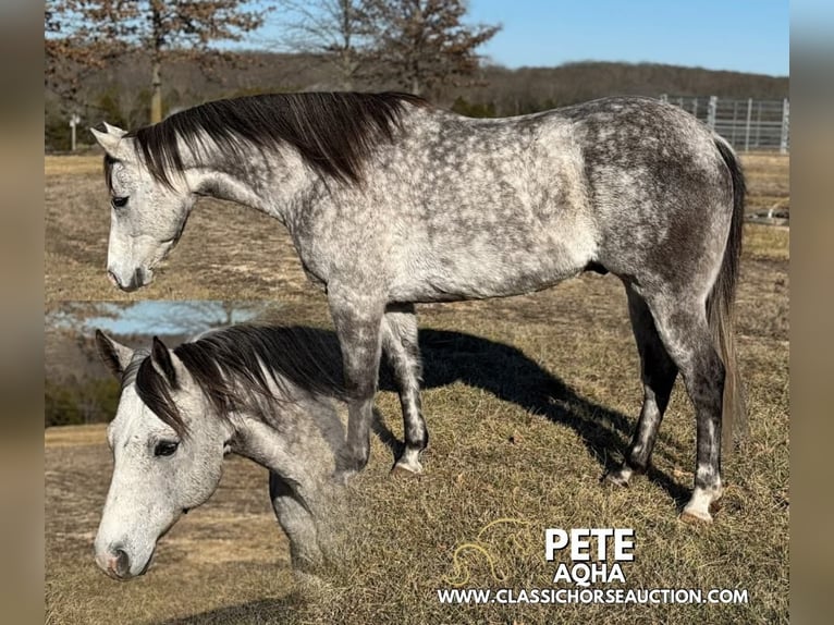 American Quarter Horse Gelding 10 years 15 hh Grey in Vichy, MO