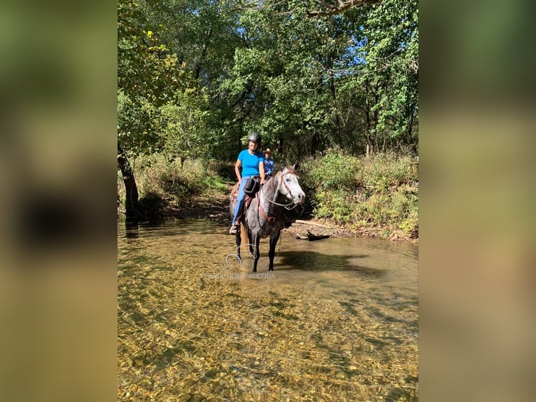 American Quarter Horse Gelding 10 years 15 hh Grey in Vichy, MO