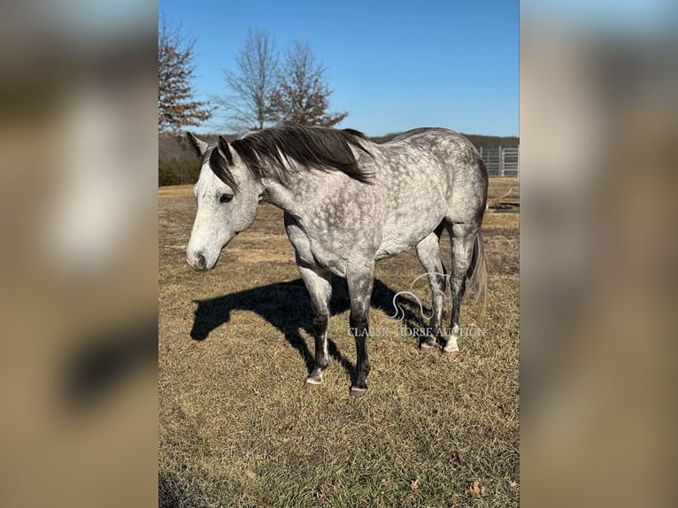 American Quarter Horse Gelding 10 years 15 hh Grey in Vichy, MO