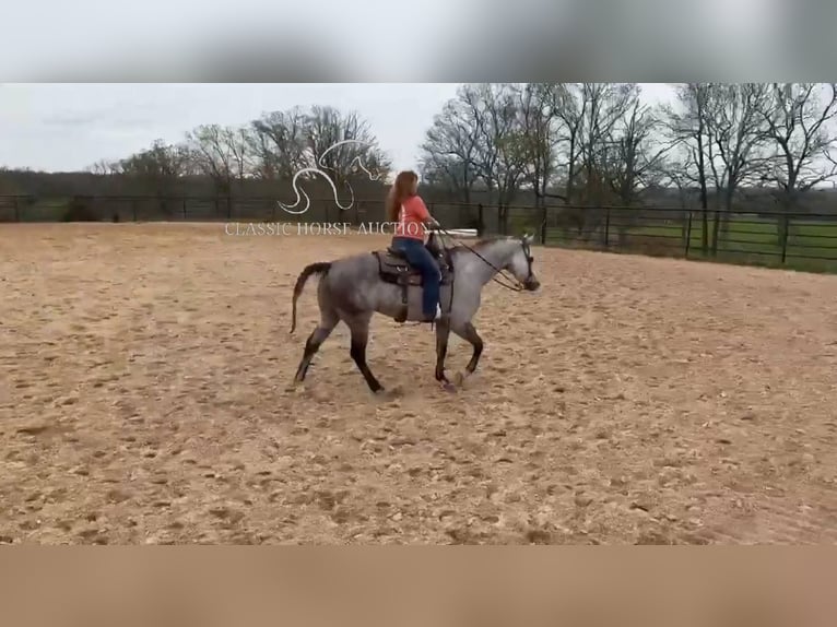American Quarter Horse Gelding 10 years 15 hh Grey in Vichy, MO