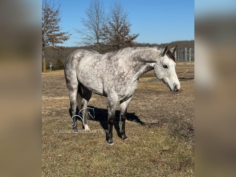 American Quarter Horse Gelding 10 years 15 hh Grey in Vichy, MO