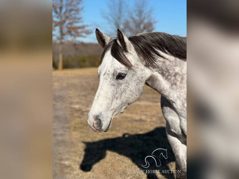 American Quarter Horse Gelding 10 years 15 hh Grey in Vichy, MO