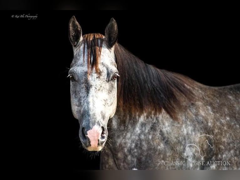 American Quarter Horse Gelding 10 years 15 hh Grey in Vichy, MO