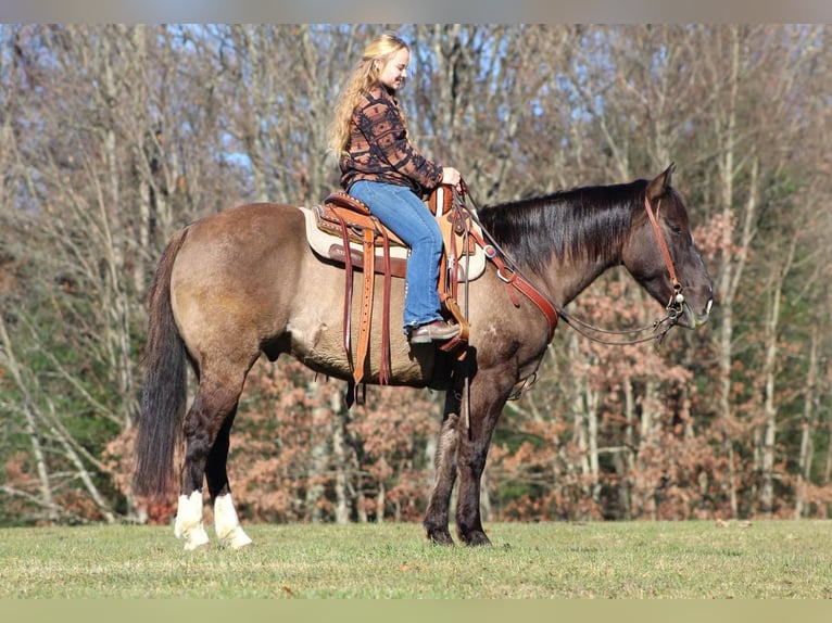 American Quarter Horse Gelding 10 years 15 hh Grullo in Cooksburg, PA