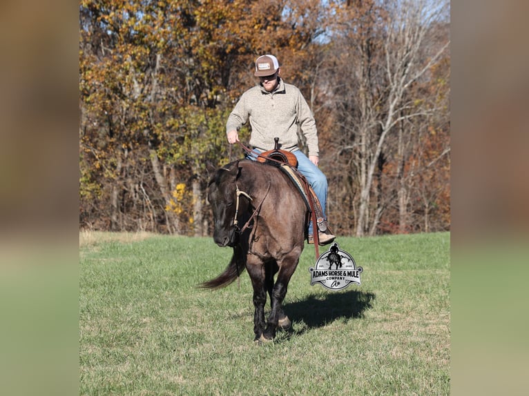 American Quarter Horse Gelding 10 years 15 hh Grullo in Mount Vernon