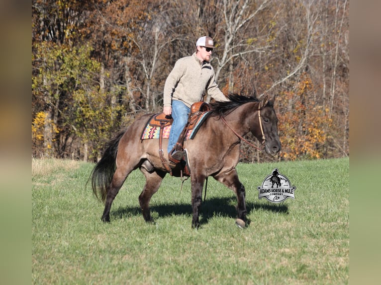 American Quarter Horse Gelding 10 years 15 hh Grullo in Mount Vernon