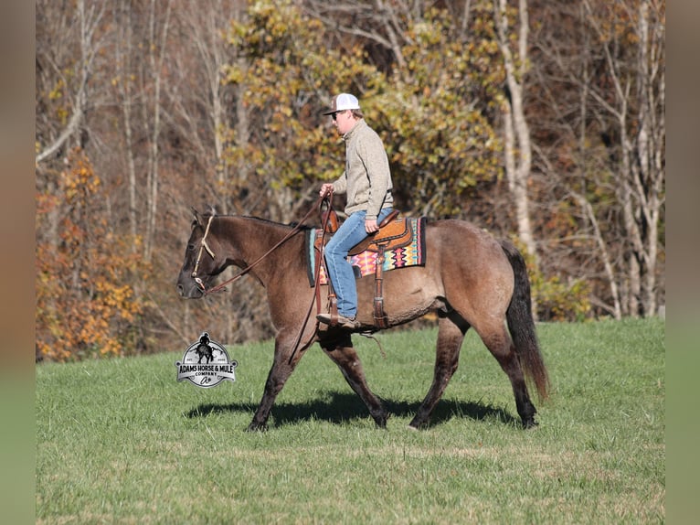 American Quarter Horse Gelding 10 years 15 hh Grullo in Mount Vernon