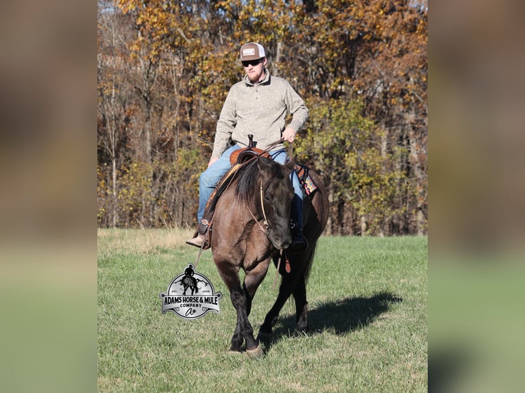 American Quarter Horse Gelding 10 years 15 hh Grullo in Mount Vernon
