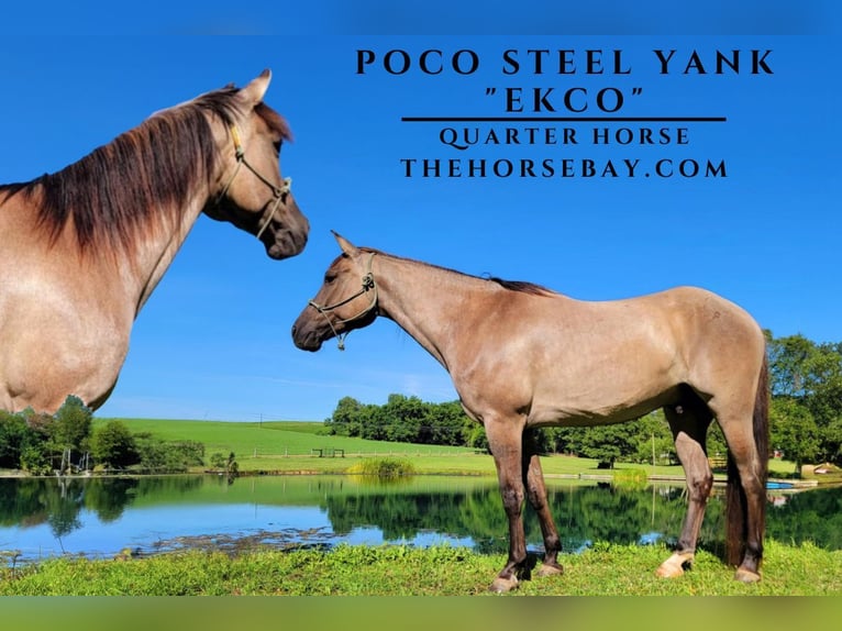 American Quarter Horse Gelding 10 years 15 hh Grullo in Hanover