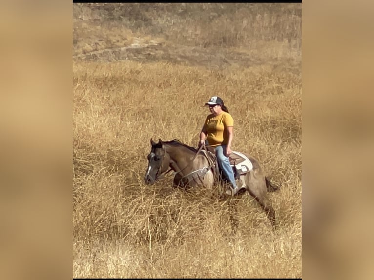 American Quarter Horse Gelding 10 years 15 hh Grullo in Los Banos, CA