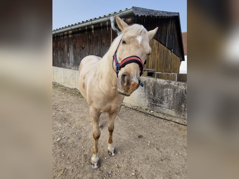 American Quarter Horse Gelding 10 years 15 hh in Nassenfels