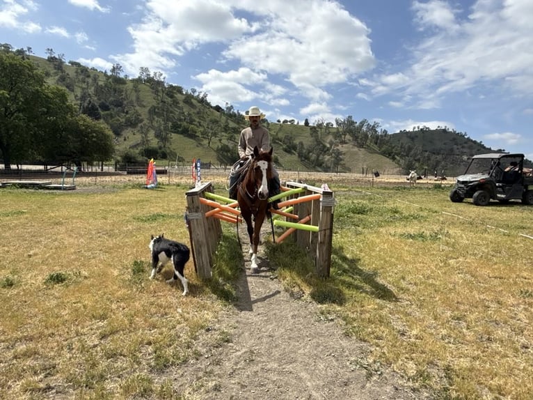 American Quarter Horse Gelding 10 years 15 hh Overo-all-colors in Paicines CA