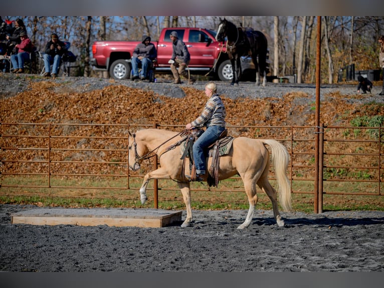 American Quarter Horse Gelding 10 years 15 hh Palomino in Pacific, MO
