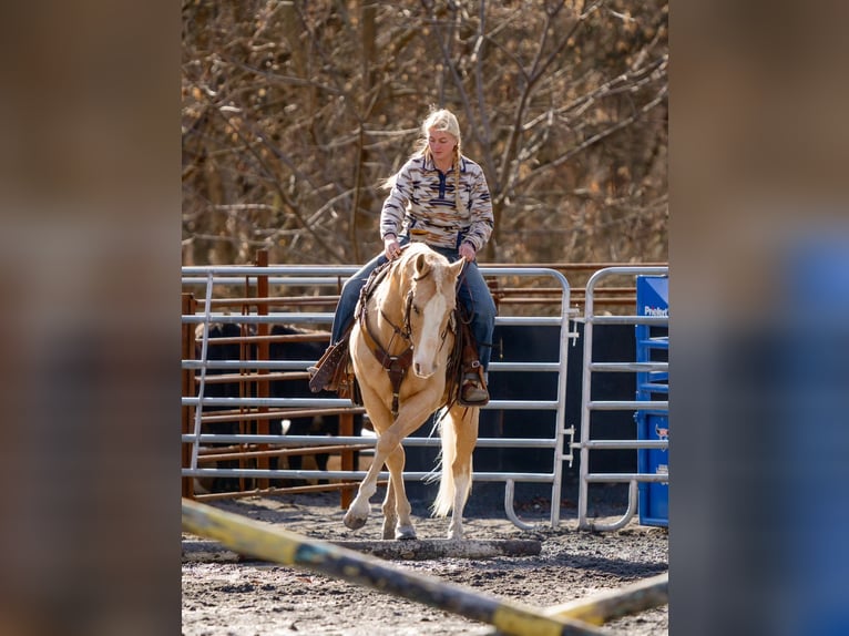 American Quarter Horse Gelding 10 years 15 hh Palomino in Pacific, MO