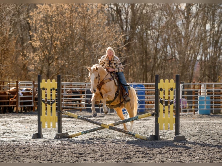 American Quarter Horse Gelding 10 years 15 hh Palomino in Pacific, MO