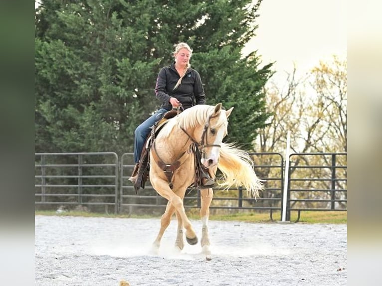 American Quarter Horse Gelding 10 years 15 hh Palomino in Pacific, MO