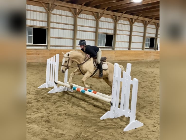 American Quarter Horse Gelding 10 years 15 hh Palomino in Pacific, MO