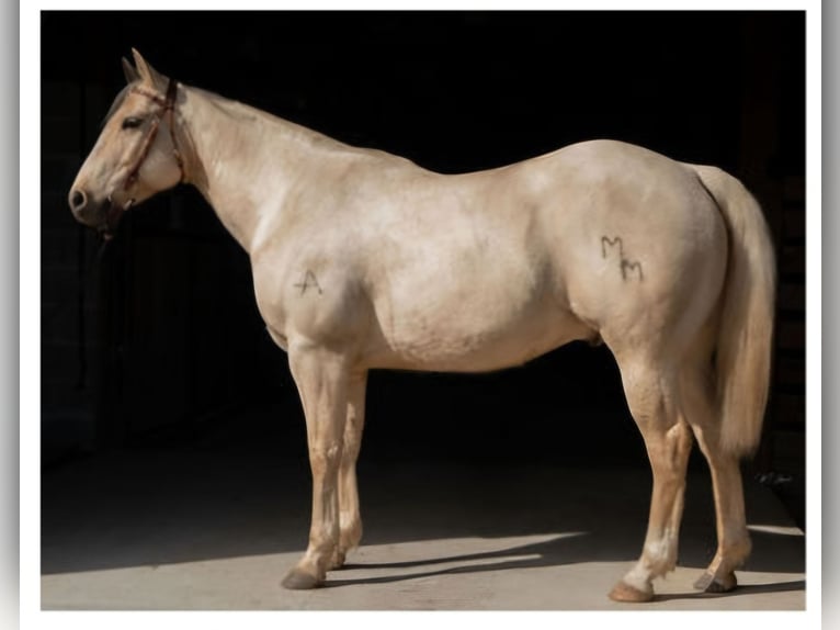 American Quarter Horse Gelding 10 years 15 hh Palomino in Hayden