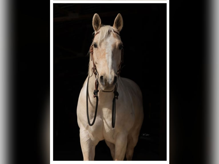 American Quarter Horse Gelding 10 years 15 hh Palomino in Hayden