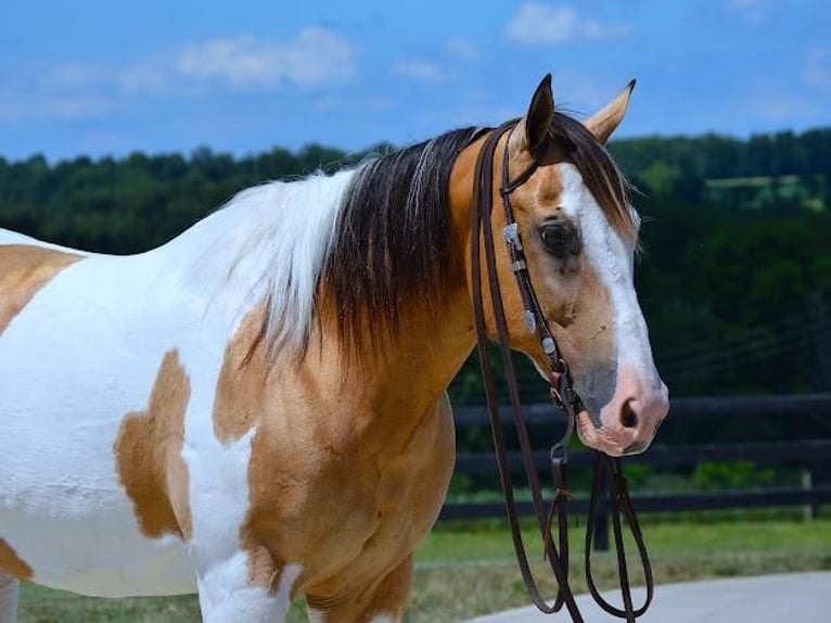American Quarter Horse Gelding 10 years 15 hh Palomino in Fredericksburg, OH