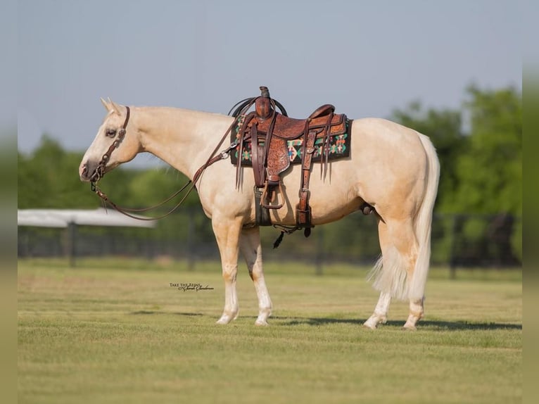 American Quarter Horse Gelding 10 years 15 hh Palomino in Kaufman, TX