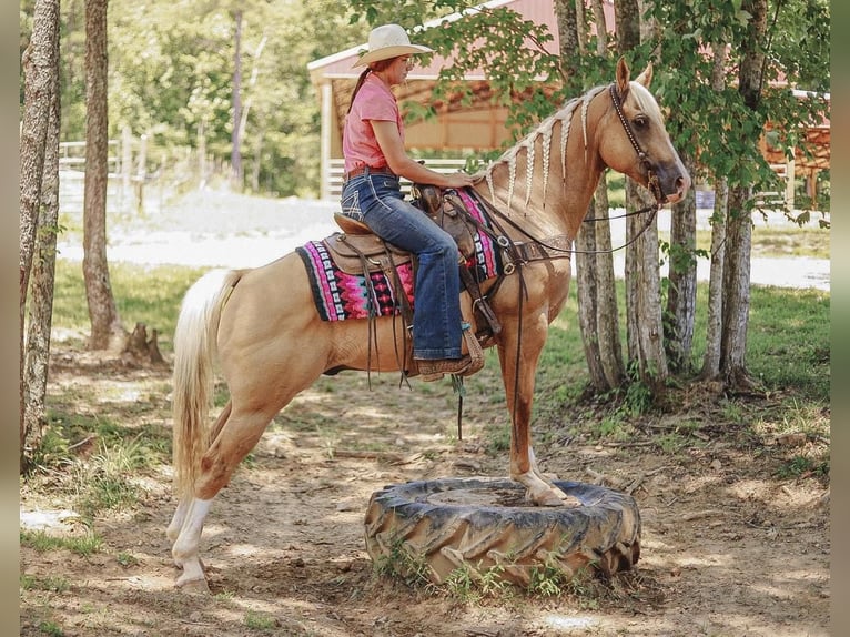 American Quarter Horse Gelding 10 years 15 hh Palomino in Lyles, TN