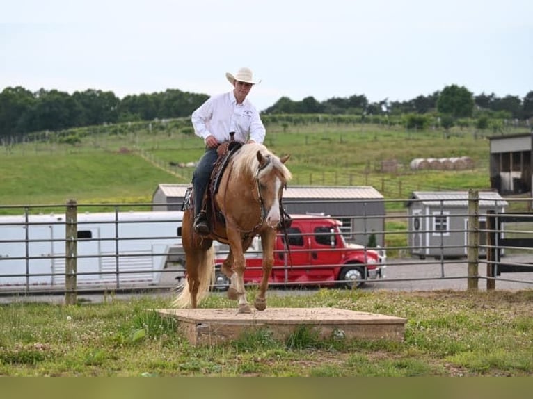 American Quarter Horse Gelding 10 years 15 hh Palomino in Sedalia, MO