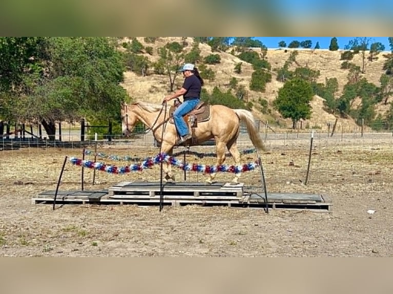 American Quarter Horse Gelding 10 years 15 hh Palomino in Tres Pinos