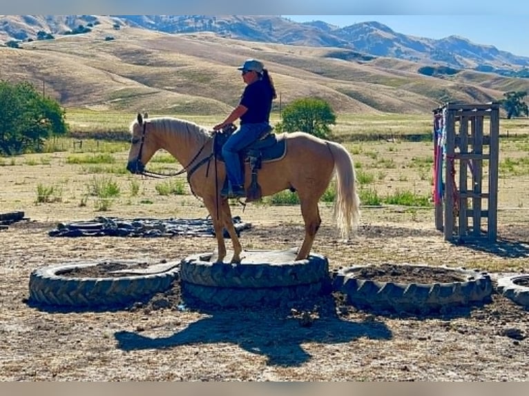 American Quarter Horse Gelding 10 years 15 hh Palomino in Tres Pinos