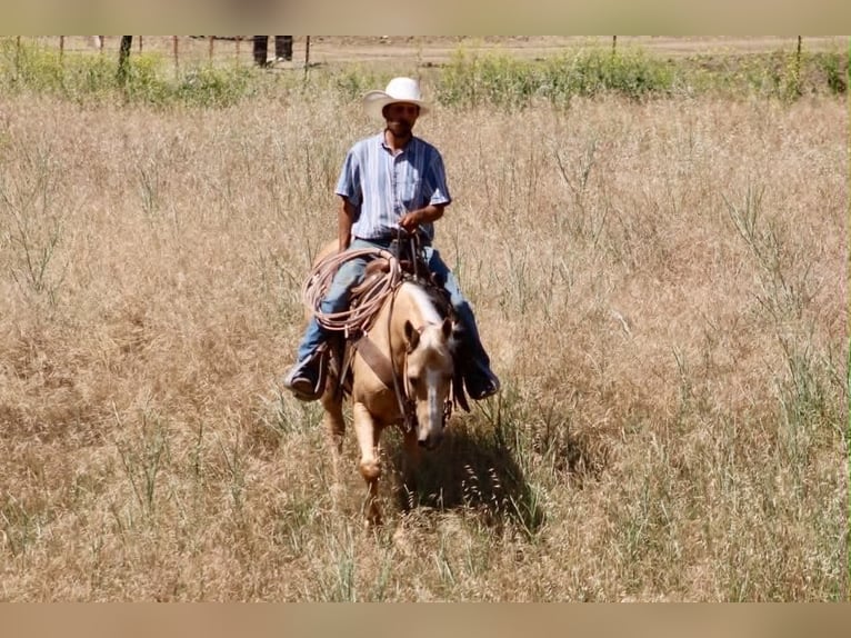 American Quarter Horse Gelding 10 years 15 hh Palomino in Tres Pinos