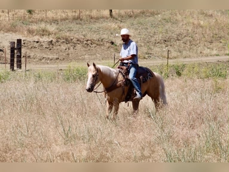 American Quarter Horse Gelding 10 years 15 hh Palomino in Tres Pinos
