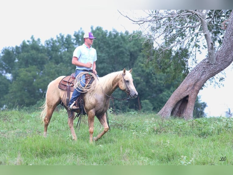 American Quarter Horse Gelding 10 years 15 hh Palomino in Carthage, TX