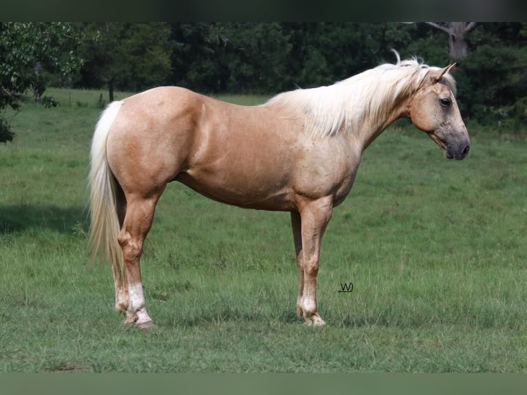 American Quarter Horse Gelding 10 years 15 hh Palomino in Carthage, TX