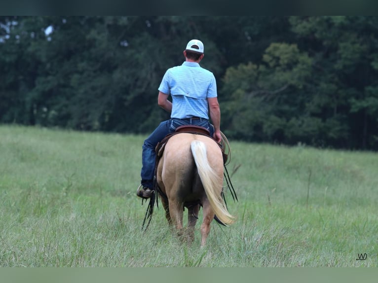 American Quarter Horse Gelding 10 years 15 hh Palomino in Carthage, TX