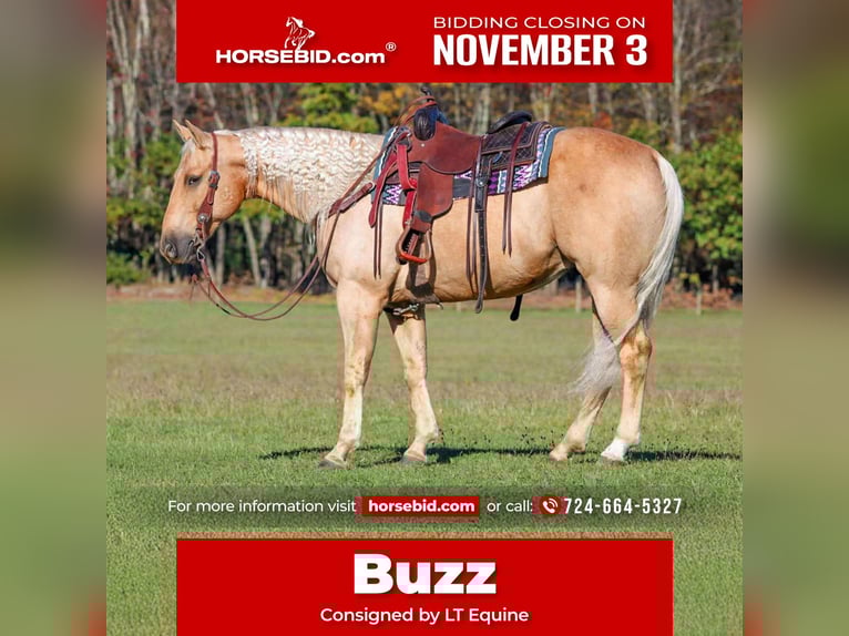 American Quarter Horse Gelding 10 years 15 hh Palomino in Clarion