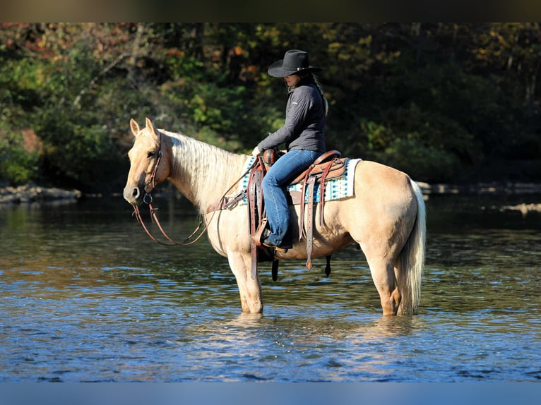 American Quarter Horse Gelding 10 years 15 hh Palomino in Clarion